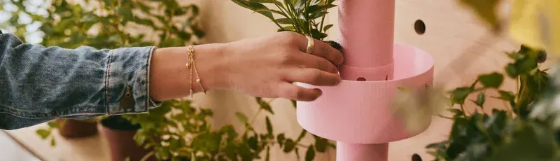 Plant